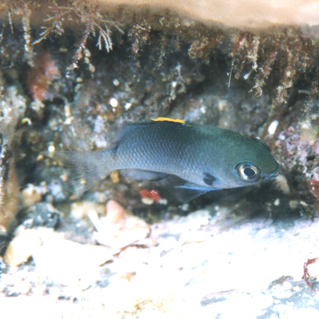 Stegastes fasciolatus